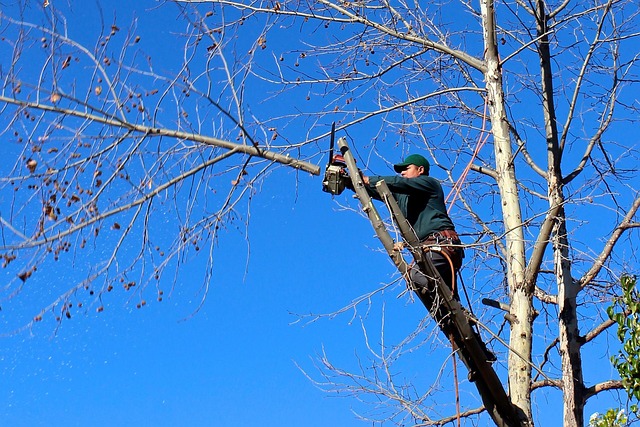 arborist equipment